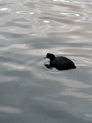 Fulica americana