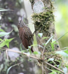 Lepidocolaptes lacrymiger