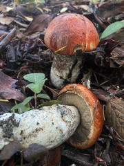 Leccinum manzanitae