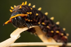 Battus polydamas psittacus