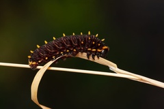 Battus polydamas psittacus