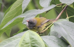 Cnemoscopus rubrirostris