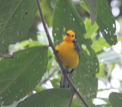 Myioborus ornatus
