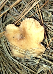 Lactarius imperceptus