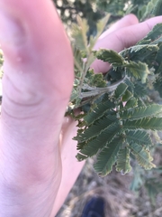 Acacia baileyana × dealbata