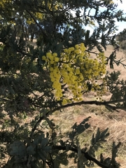 Acacia baileyana × dealbata