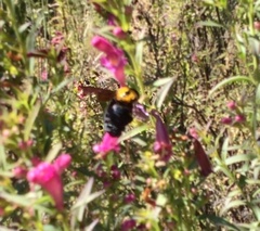 Xylocopa rufidorsum