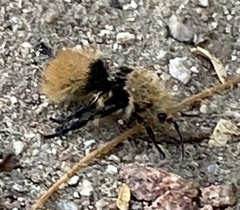 Dasymutilla magna
