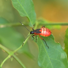Dysdercus albofasciatus