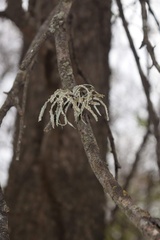 Ramalina celastri