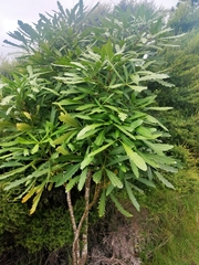 Pseudopanax