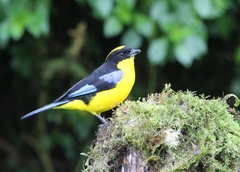 Anisognathus somptuosus