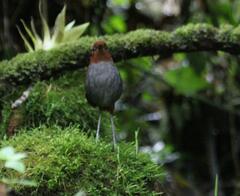 Grallaria rufocinerea