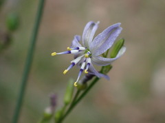 Caesia parviflora vittata