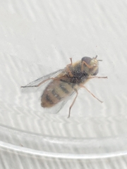 Syrphinae