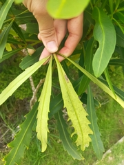 Pseudopanax