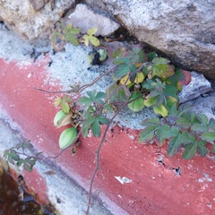 Passiflora bryonioides