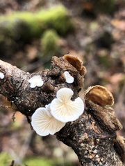 Crepidotus epibryus