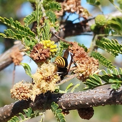 Brachygastra