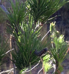 Metardaris cosinga