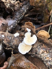 Crepidotus epibryus