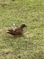 Anas platyrhynchos domesticus