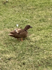 Anas platyrhynchos domesticus