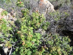 Melianthus pectinatus