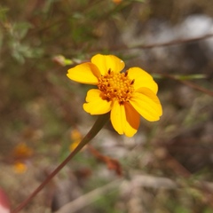 Dyssodia tagetiflora