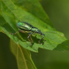Naupactus auricinctus