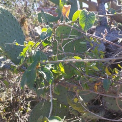 Gonolobus grandiflorus