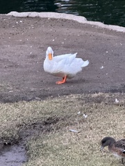 Anas platyrhynchos domesticus