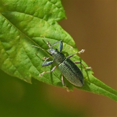 Naupactus auricinctus