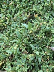 Chenopodium nutans nutans