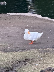 Anas platyrhynchos domesticus