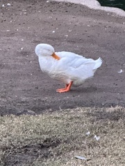 Anas platyrhynchos domesticus