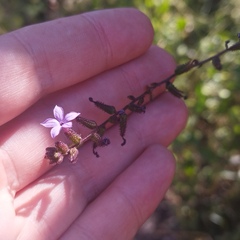Plumbago pulchella