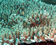 Dascyllus reticulatus