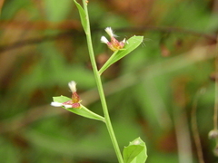 Baccharis glomeruliflora