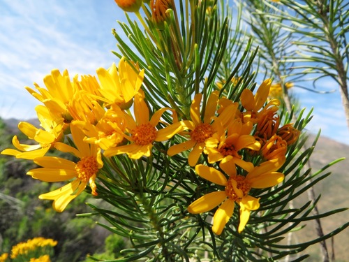 Image of Euryops tenuissimus by (c) linkie, some rights reserved (CC BY)