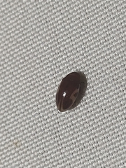 Chelonarium ornatum