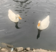 Anas platyrhynchos domesticus