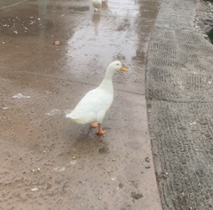 Anas platyrhynchos domesticus