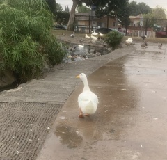 Anas platyrhynchos domesticus