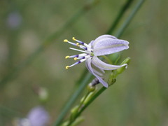 Caesia parviflora vittata