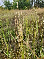 Pseudoroegneria spicata