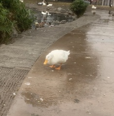 Anas platyrhynchos domesticus