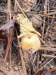 Calostoma lutescens