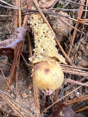 Calostoma lutescens