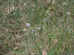 Caesia parviflora vittata